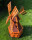 DARLUX Sechseck Garten-Windmühle aus Holz kugelgelagert Braun/Rot Höhe 95 cm