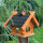 DARLUX Rechteckiges Holz Vogelhaus M Vogel Futter Haus  Futterstelle Br./Schwarz
