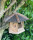 DARLUX Vogel Futter Haus Futterstelle Sechseck Holz-Vogelhaus zum Hängen Braun