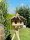 DARLUX Vogelfutterhaus XL Sechseck Vogelhaus aus Holz + Ständer Natur/Schwarz  Garten Vogelfutterhaus Wetterfest