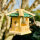 DARLUX Sechseck Holz Vogel Futter Haus S Ø 22 cm Futterstelle Hängend Natur/Grün