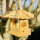 DARLUX Sechseck Holz Vogel Futter Haus S Ø 22 cm Futterstelle Hängend Naturbelassen