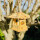 DARLUX Sechseck Holz Vogel Futter Haus S Ø 22 cm Futterstelle Hängend Naturbelassen