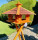 DARLUX Rechteckiges Vogelfutterhaus XL Futterstelle Vogelhaus+Ständer Braun/ Rot